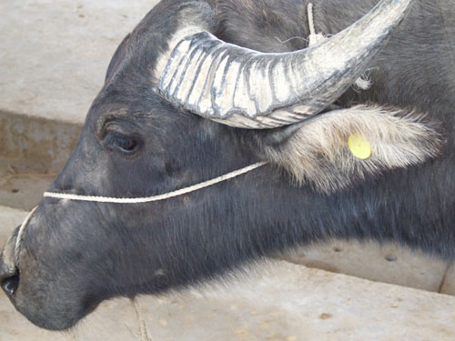 浙江温州水牛有了身份证 一公司获得动物管理